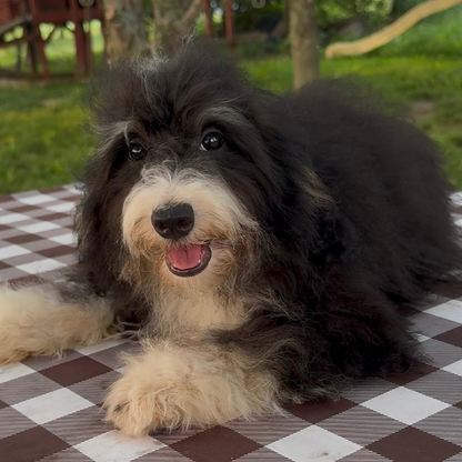 Bernedoodle-Puppy