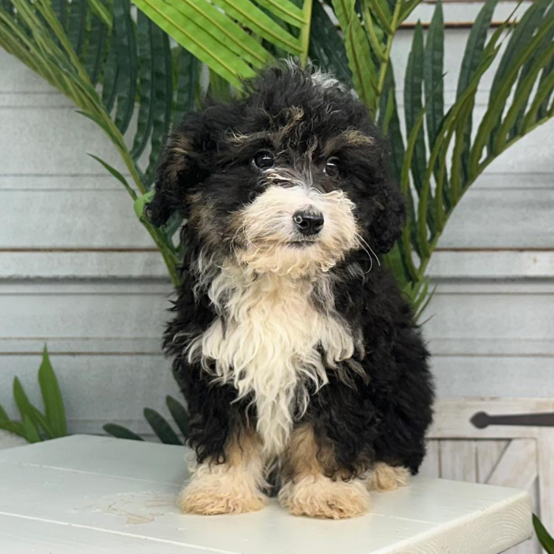 Bernedoodle-Breeder