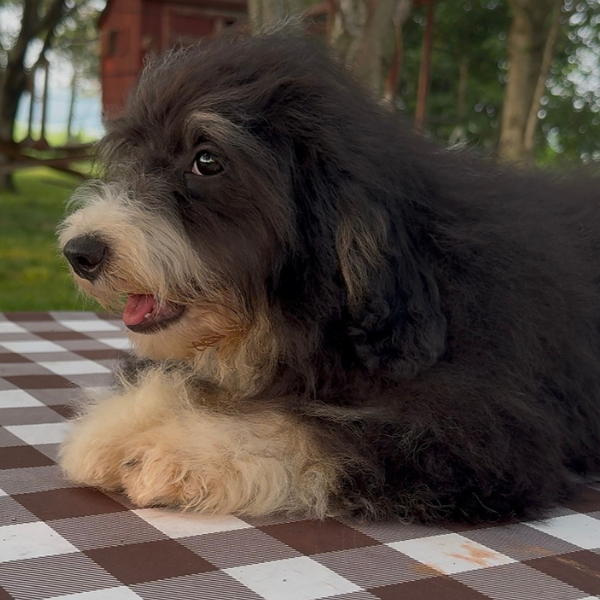 Bernedoodle-Puppy