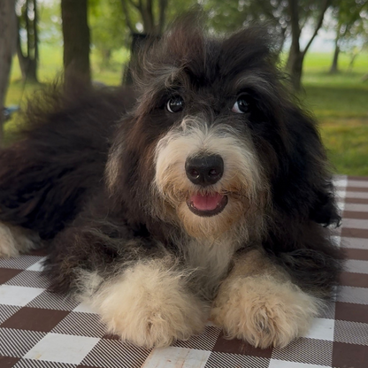 Bernedoodle-Puppy