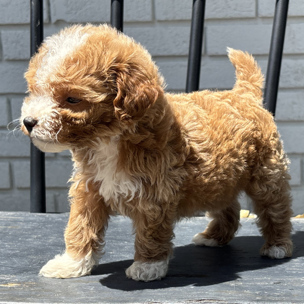 Micro-Goldendoodles