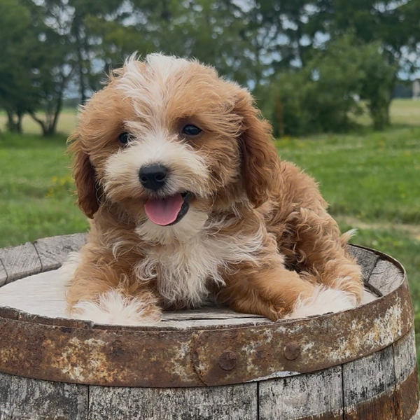 Goldendoodle-Puppy