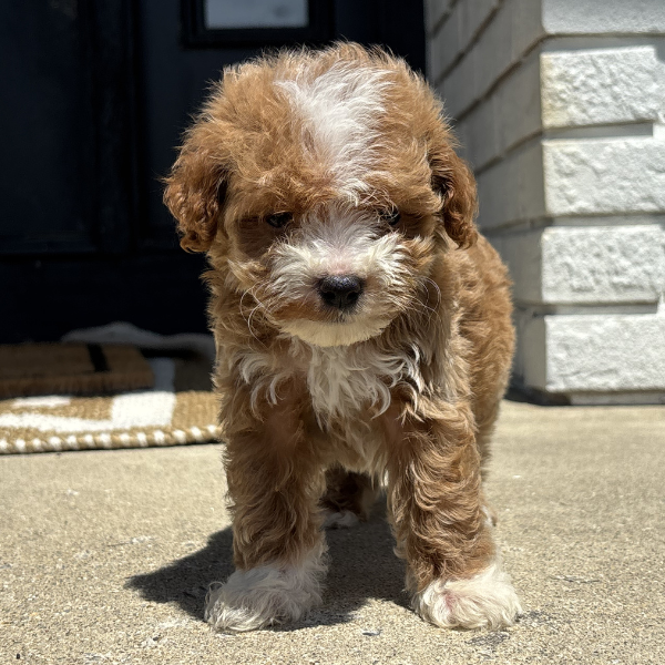 Micro-Goldendoodles