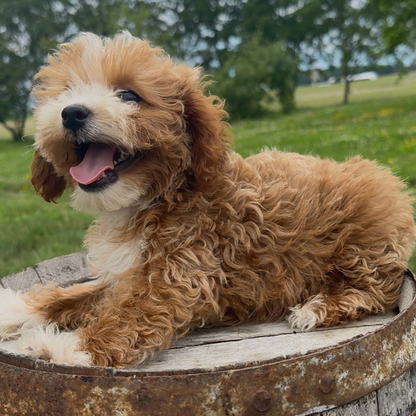 Goldendoodle-Puppy