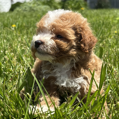 Micro-Goldendoodles