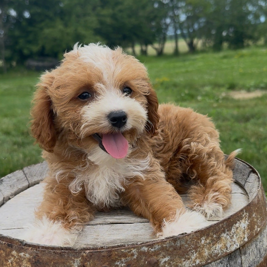 Goldendoodle-Puppy