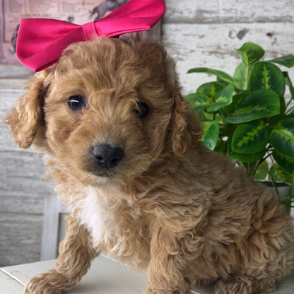 Micro-Goldendoodle-Puppies