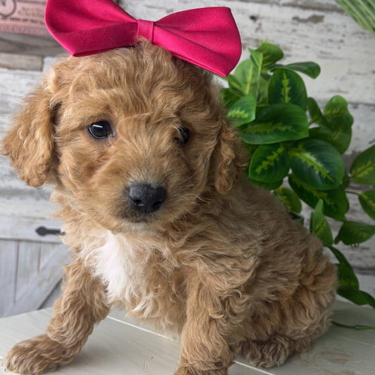 Micro-Goldendoodle-Puppies