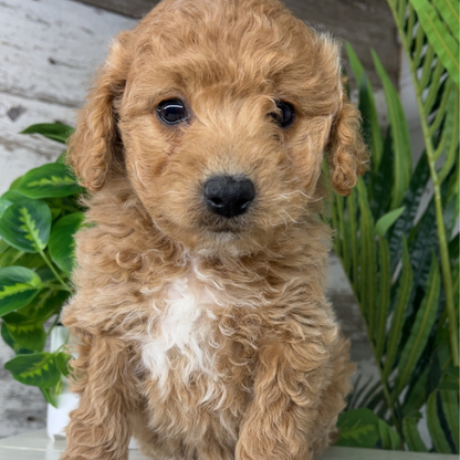 Micro-Goldendoodle-Puppies