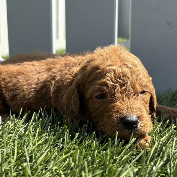 Goldendoodle-Breeder