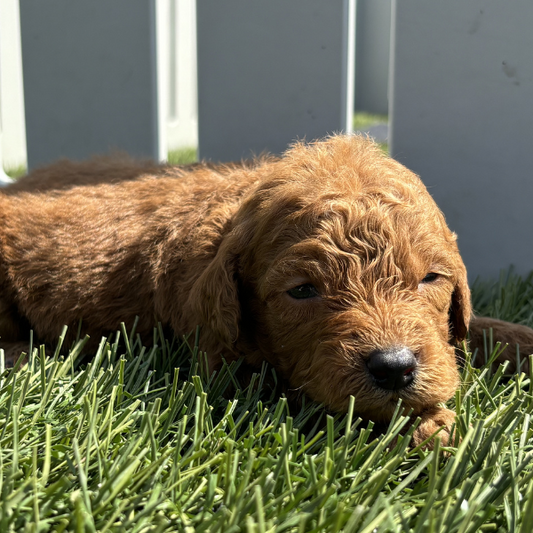 Goldendoodle-Breeder