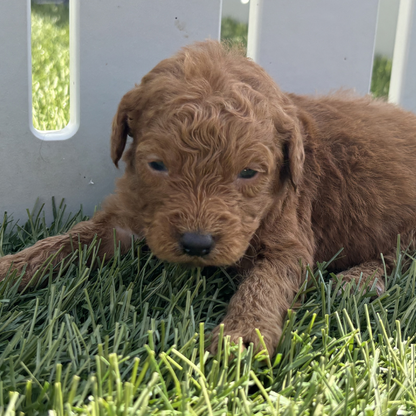 Goldendoodle-Breeder