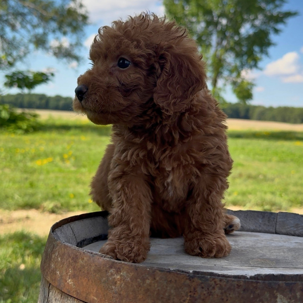 Micro-Goldendoodle