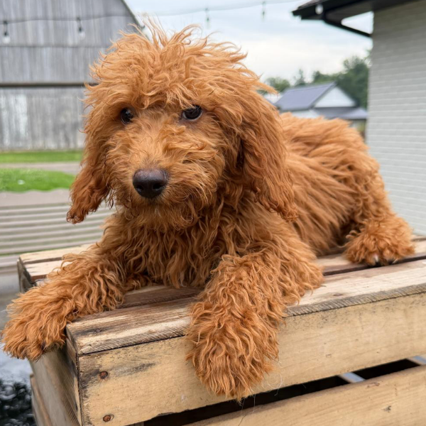 Goldendoodle-Puppy