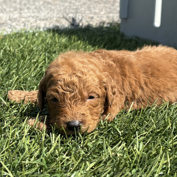 Goldendoodle-Breeder