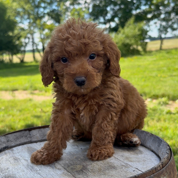 Micro-Goldendoodle