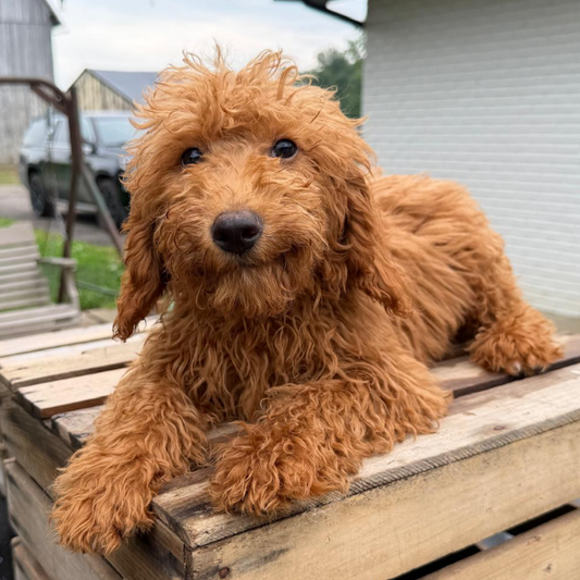 Goldendoodle-Puppy