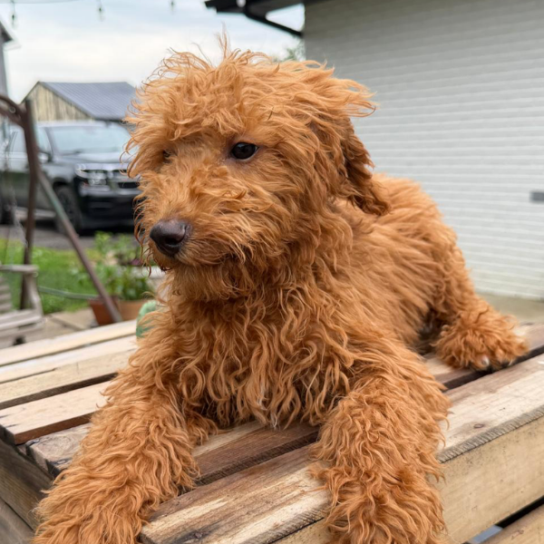 Goldendoodle-Puppy