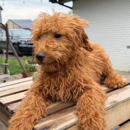 Goldendoodle-Puppy