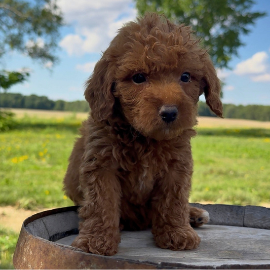 Micro-Goldendoodle