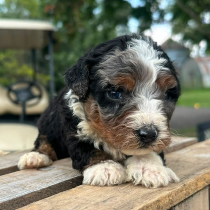Bernedoodle-Puppy