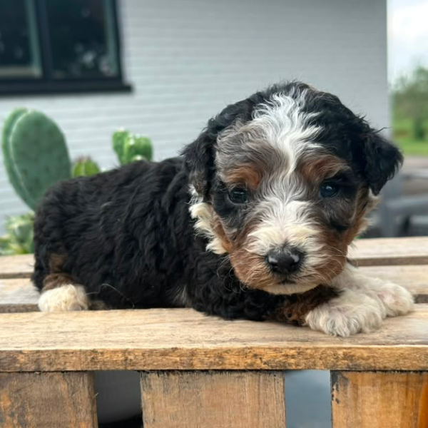 Bernedoodle-Puppy