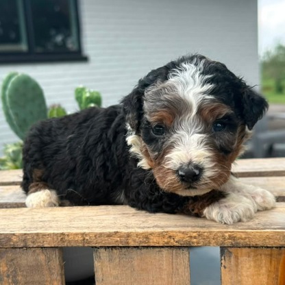Bernedoodle-Puppy