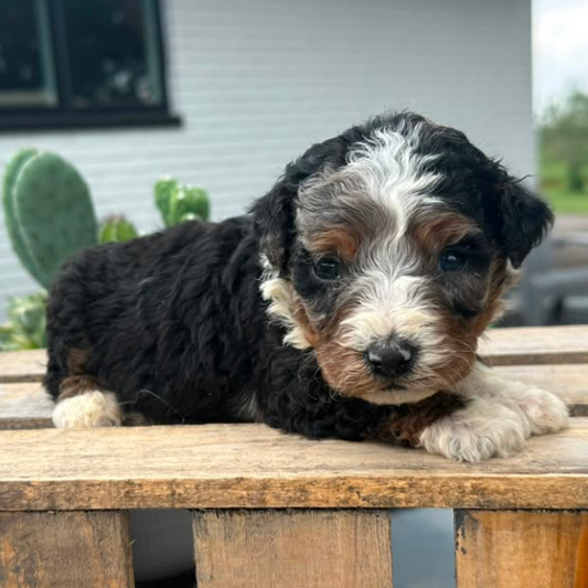 Bernedoodle-Puppy