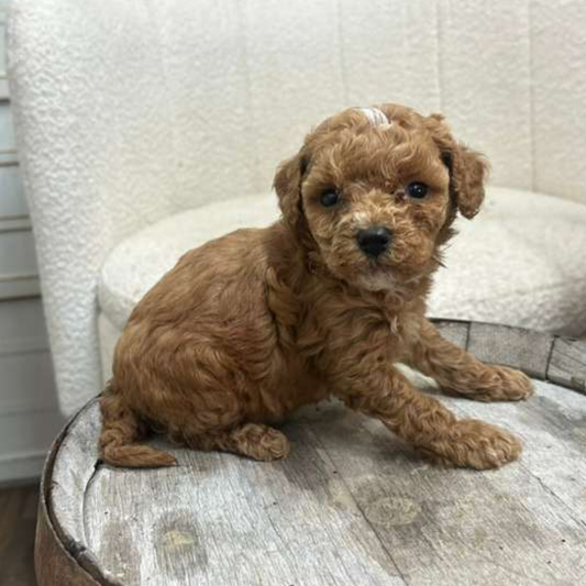 Red-Micro-Goldendoodle