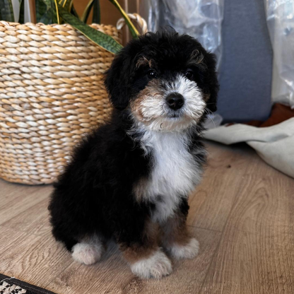 Micro-Bernedoodle