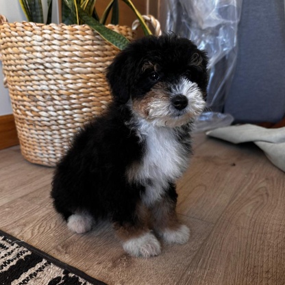 Micro-Bernedoodle
