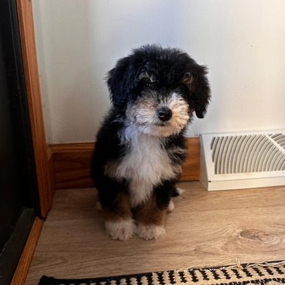 Micro-Bernedoodle