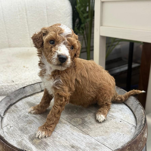 Micro-Goldendoodle-Pup