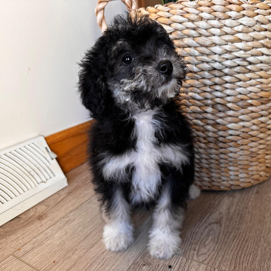 Micro-Bernedoodle-Pup