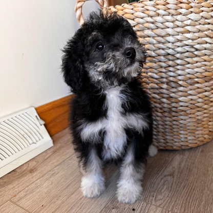 Micro-Bernedoodle-Pup
