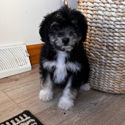 Micro-Bernedoodle-Pup
