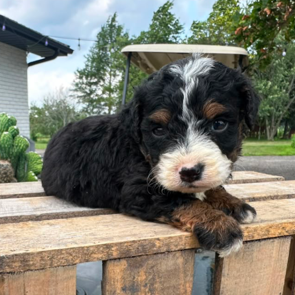 Bernedoodle-Breeder