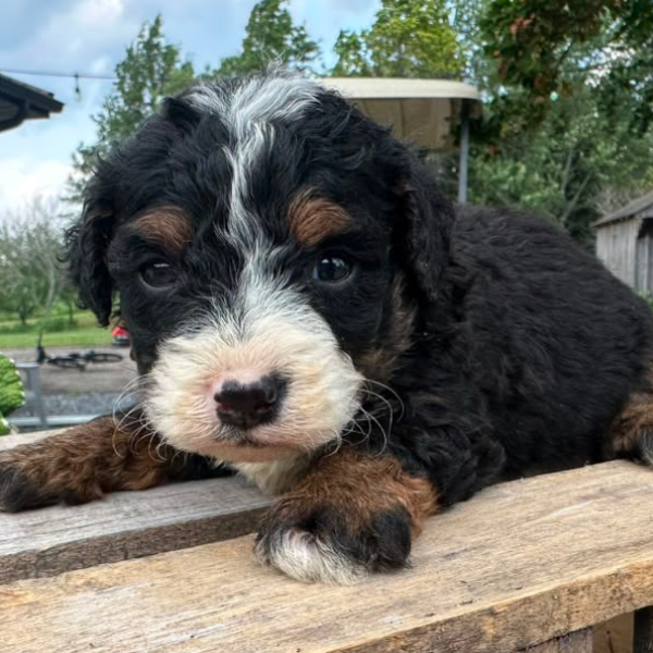 Bernedoodle-Breeder