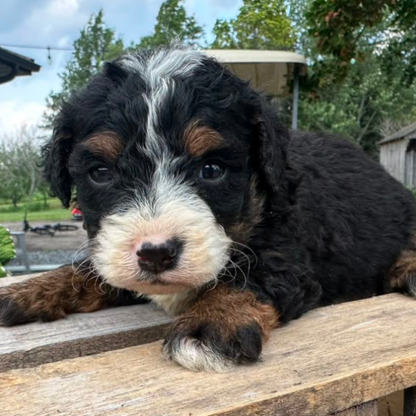 Bernedoodle-Breeder