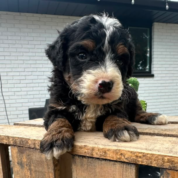 Bernedoodle-Breeder