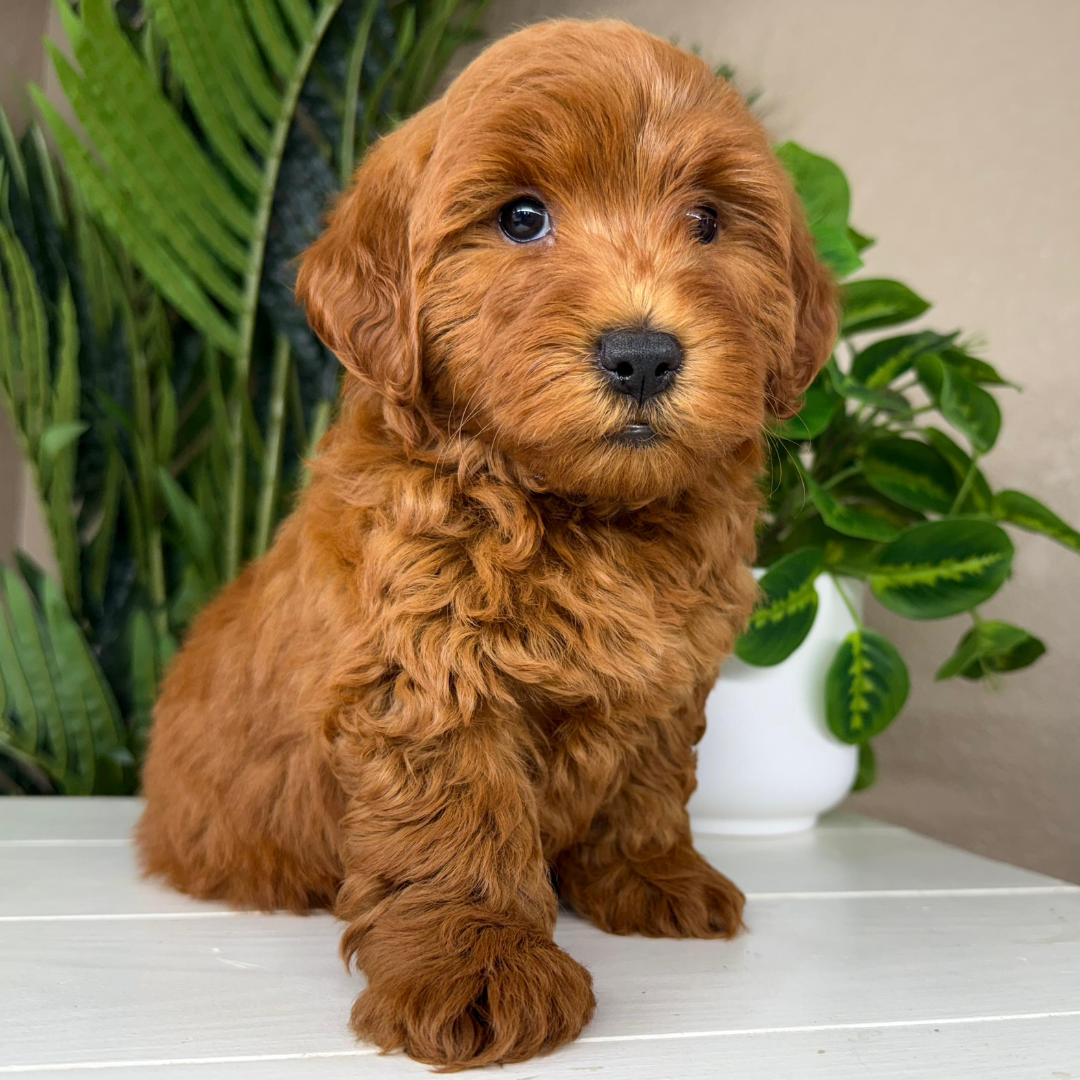 Best-Goldendoodle-Breeder