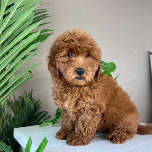Best-Goldendoodle-Breeder