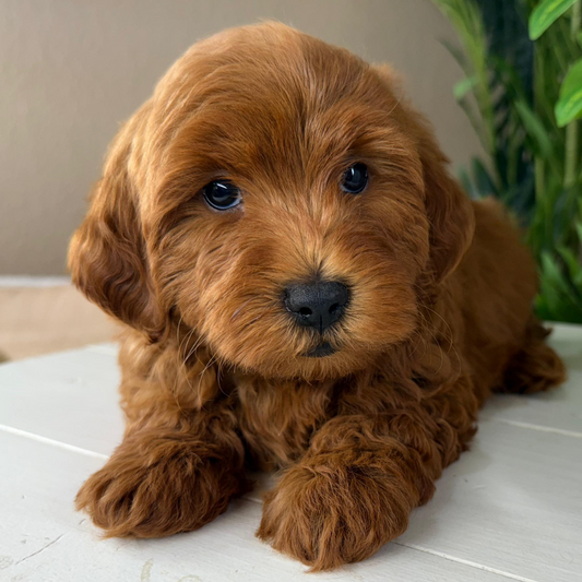 Best-Goldendoodle-Breeder