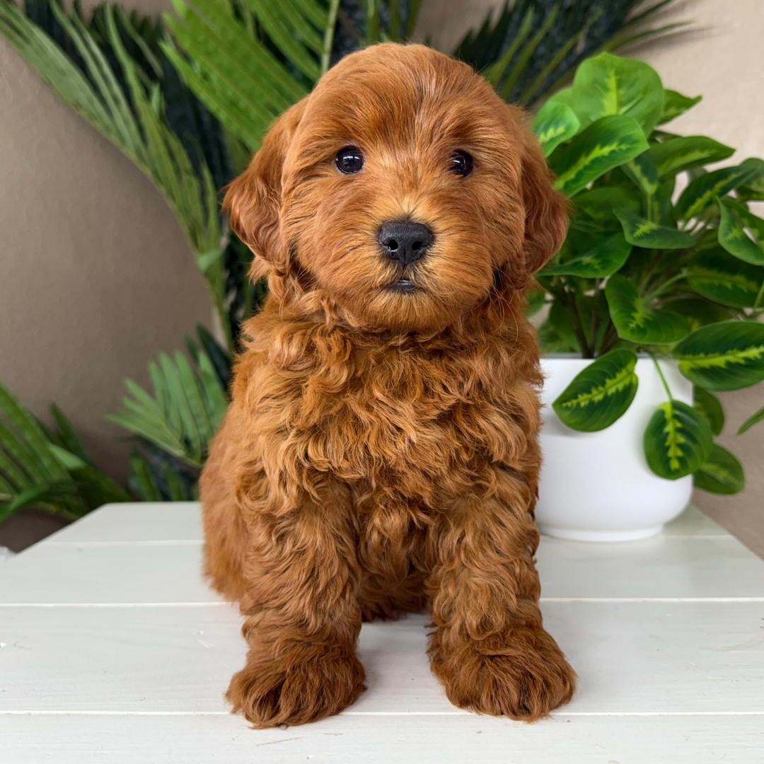 Best-Goldendoodle-Breeder