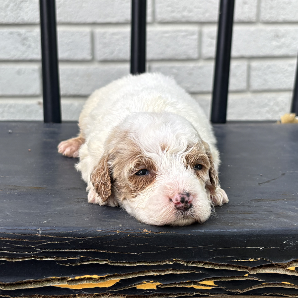 Goldendoodles