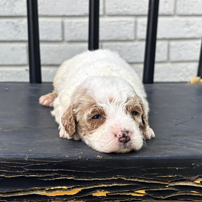 Goldendoodles