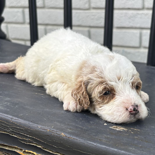 Goldendoodles