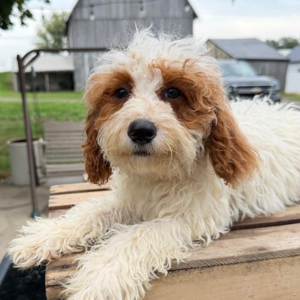 Goldendoodle-Puppy