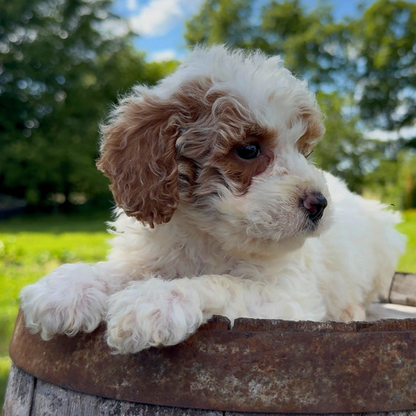 Micro-Goldendoodle