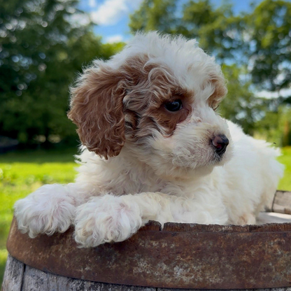 Micro-Goldendoodle
